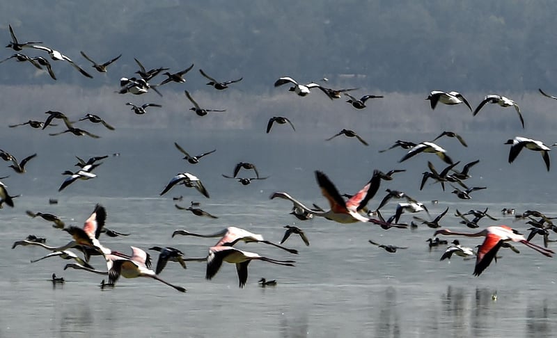 Flamingos fly over the Sijoumi mudflat, known as Sabkhet Sijoumi, on the southern outskirts of Tunisia's capital Tunis. AFP