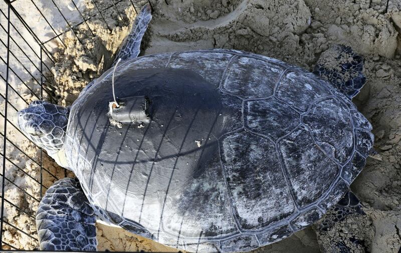 HUDAYRIYAT, ABU DHABI, UNITED ARAB EMIRATES - June 10, 2021: A turtle fitted with a tracker is prepared for release into the ocean by The Environment Agency - Abu Dhabi.

( Hamad Al Ameri for the Ministry of Presidential Affairs )
---