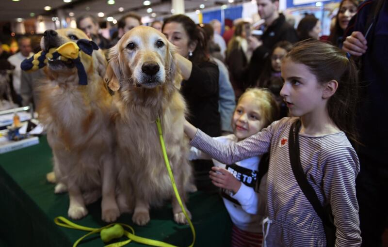 Two proud as punch Golden Retrievers at the 10th Annual Meet the Breeds event as the The American Kennel Club and Westminster Kennel Club present Meet & Compete on February 9, 2019, at Piers 92 and 94 in New York. Photo: AFP