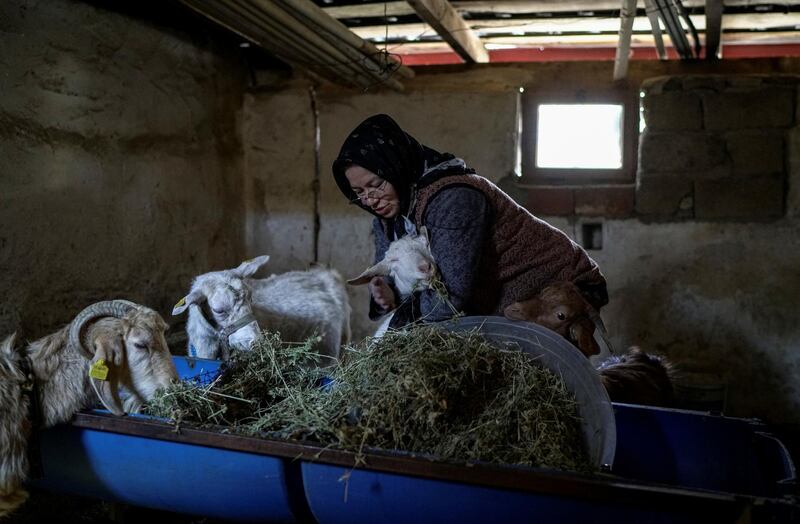 Tayyibe Demirel tends livestock on her land in Turgut village, Mugla province, Turkey.  Reuters