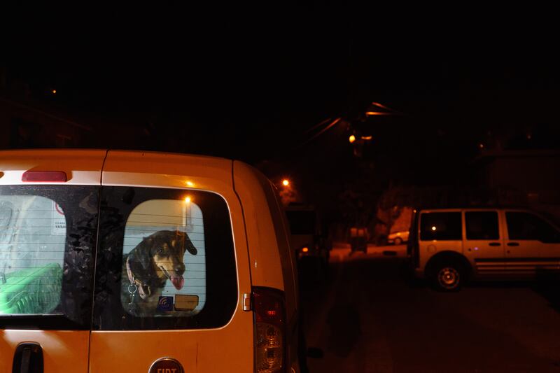 A rescued street dog waiting to be transported to the animal pound. in Gundogmus, Antalya.