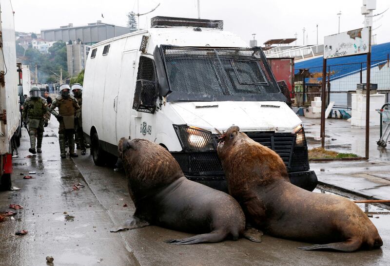 Sea lions congregate in front of a police car obstructing the path of riot police during clashes with fishermen who are protesting against the government following the repeal of the existing fishing law and the non-payment of promised bonuses, in Valparaiso, Chile December 28, 2023.  REUTERS / Rodrigo Garrido  TPX IMAGES OF THE DAY