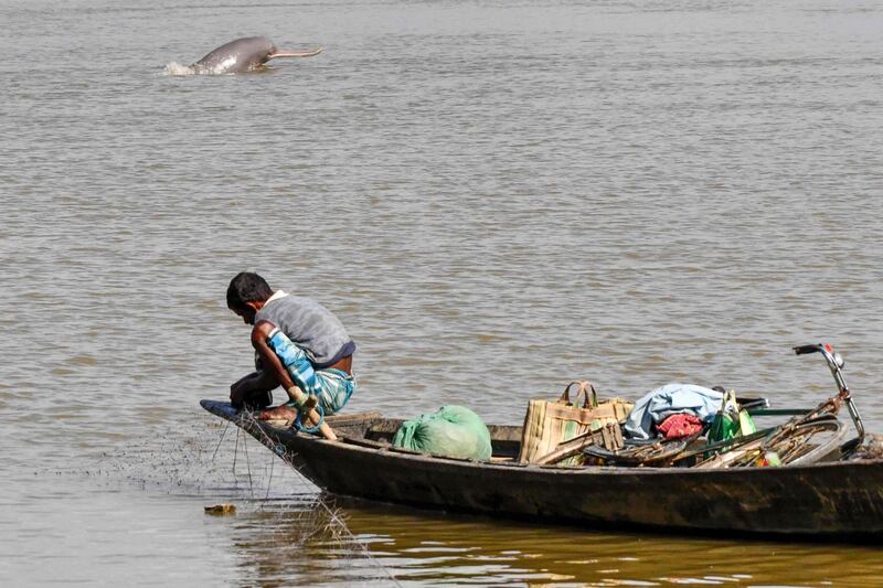 A fisherman handles a fishing net as a river dolphin surfaces in the Brahmaputra river in India. AFP