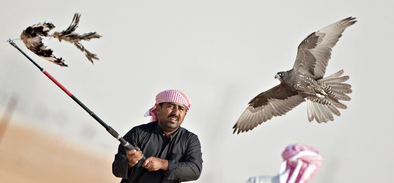 MADINAT ZAYED, UNITED ARAB EMIRATES - December 18, 2012 - A Gyr falcon, approaches this man known as the  Caller and the wing of a Houbara during the Gyr falcon hunting competition at the Al Dhafra Festival at Madinat Zayed, Al Gharbia, Abu Dhabi, December 18, 2012. (Photo by Jeff Topping/The National)