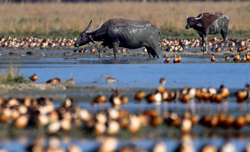 An Asiatic wild buffalo walks in a wetland in Pobitora wildlife sanctuary on the outskirts in Gauhati, India. AP Photo