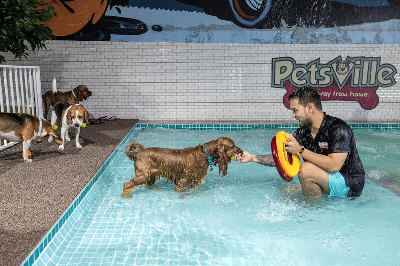 DUBAI, UNITED ARAB EMIRATES. 09 JULY 2020. The opening of the specially dedicated Petsville dog water park in the Al Quoz district. The water park specially caters to dog owners that would like to give their dogs some water based exercise while also allowing them to cool down during the hot summer months. (Photo: Antonie Robertson/The National) Journalist: Nick Webster. Section: National.
