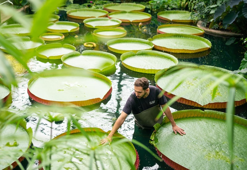 Giant water lilies Victoria Amazonica, the world's largest.