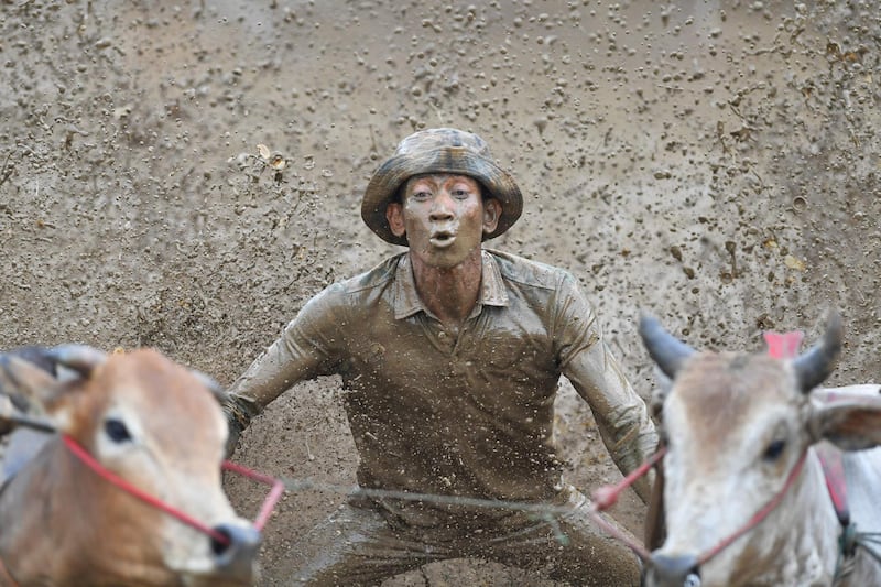 An Indonesian jockey rides two bulls with a cart during a traditional race locally called pacu jawi in Pariangan. AFP