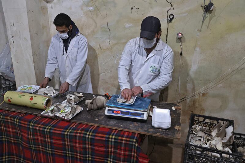 Syrian workers package oyster mushrooms picked up from the organic farmers at Al-Amal.