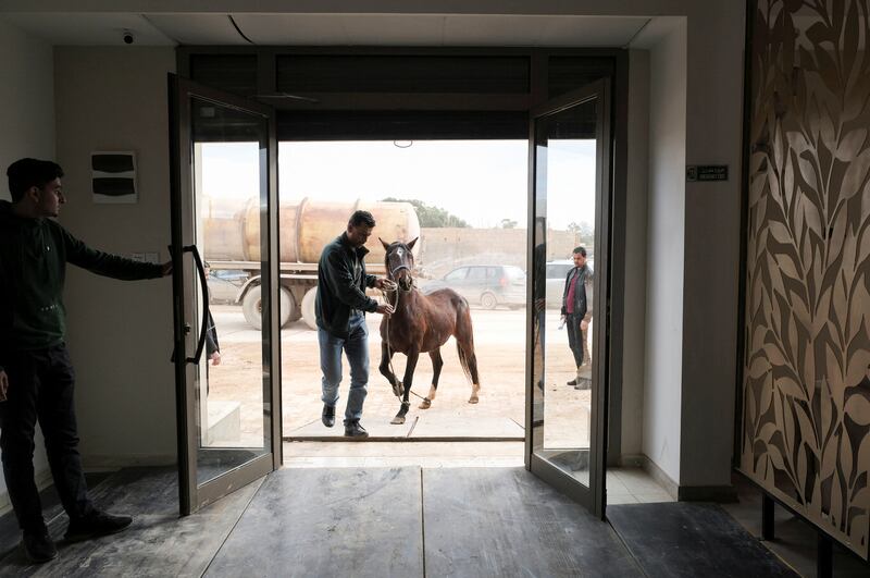 A man guides a pregnant horse around the grounds of the clinic.