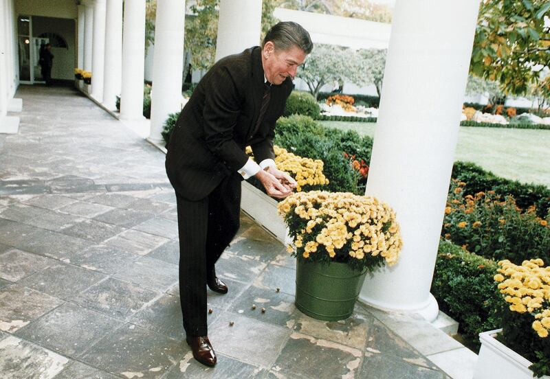 (Original Caption) 11/16/1983- Washington, DC- President Ronald Reagan feeds some White House squirrels (not shown) with acorns collected for Camp David. The photo was taken outside the Oval Office adjacent to the Rose Garden.