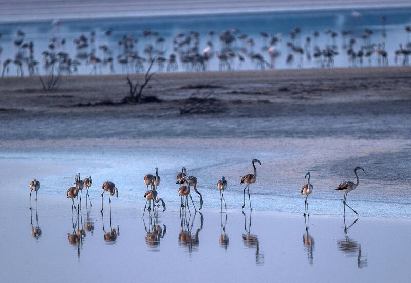 Abu Dhabi, United Arab Emirates, August 6, 2020. 
A record 876 flamingo chicks hatched at Abu Dhabi’s Al Wathba Wetland Reserve this season.
Victor Besa /The National
Section: NA
For:  Standalone/Big Picture