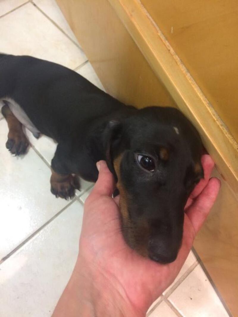 Jarryd Goodman bought a dachshund puppy from Petholics for Dh5,000 but soon discovered it had parvo virus, a highly-contagious disease that can be fatal. 