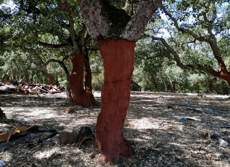 The bare trunk of a cork tree which has had its bark harvested in the forest in Jendouba Governorate. The area has been hit by fires, harming the cork industry.