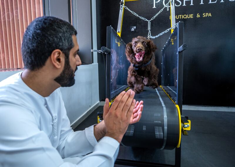 Posh Pets owner Mansoor Al Hammadi encourages Gucci on the treadmill.