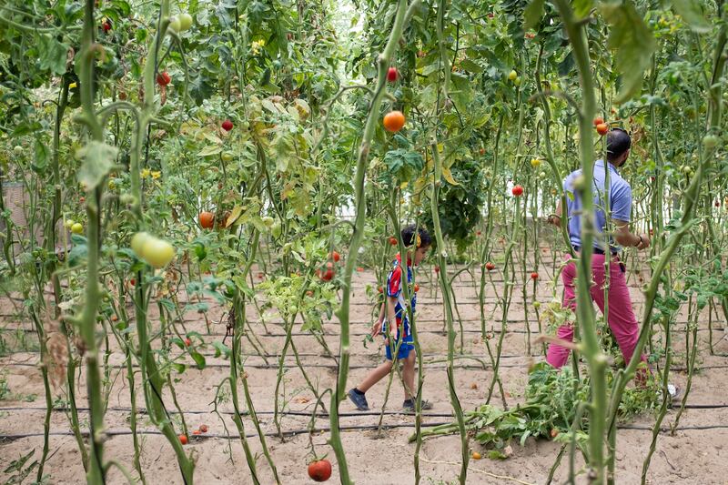 ABU DHABI, UNITED ARAB EMIRATES, APR 30, 2016.  A child and a man pick tomatoes at the Integrated Green Resources (IGR) organic farm in Al Rahba. Photo: Reem Mohammed/ The National (Reporter:  Jessica Hill / Section: AL) ID 83553 *** Local Caption ***  RM_20160430_IGRFARM_17.JPG
