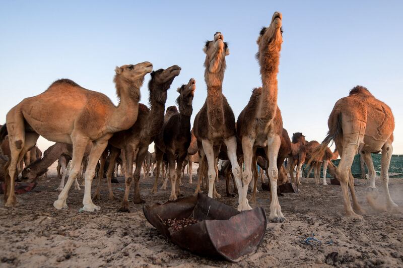 Camels feed on dates in the Tunisian desert, north of the country's south-western Nefta oasis.  AFP