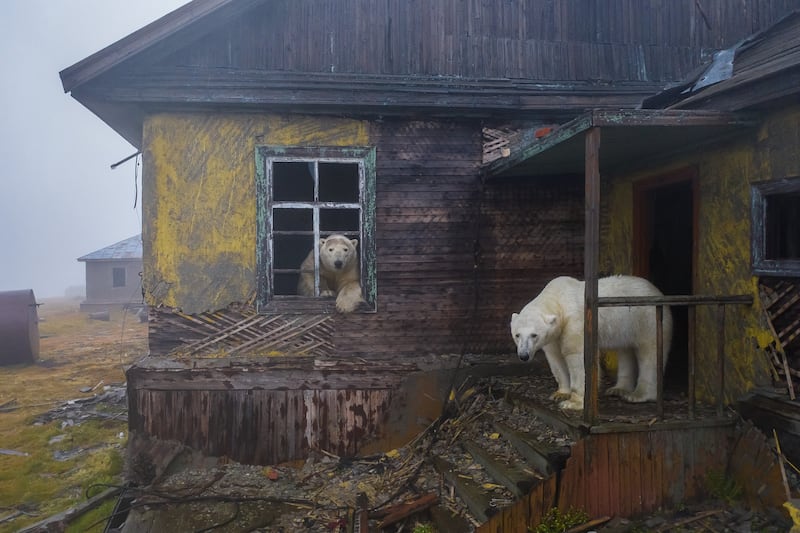 House of bears by Dmitry Kokh, winner of the Urban Wildlife category.