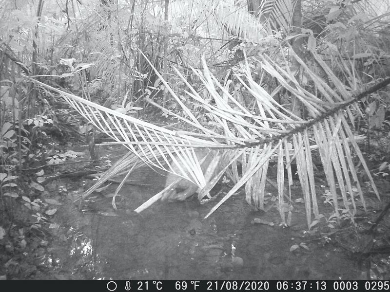 Giant pangolins pictured by camera traps in Mbam et Djerem National Park in Cameroon. The quality of the images is not brilliant, but giant pangolins are nocturnal and are very rarely photographed.courtesy:  Alain Delon Mouafo Takoune.
