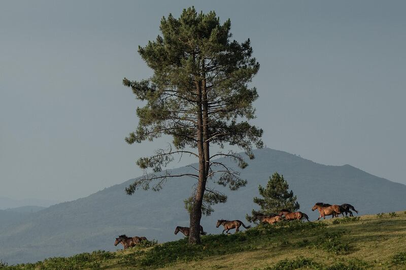 Wild horses are rounded up in the hills on the eve of the Rapa das Bestas, or the 'shearing of the beasts,' festival  in Sabucedo near Pontevedra, Spain. Getty