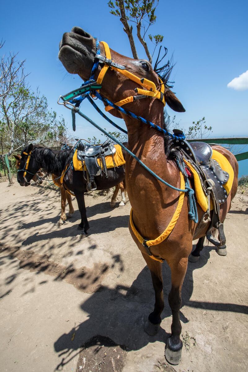 <p>A horse in Nicaragua. Jamie Lafferty</p>
