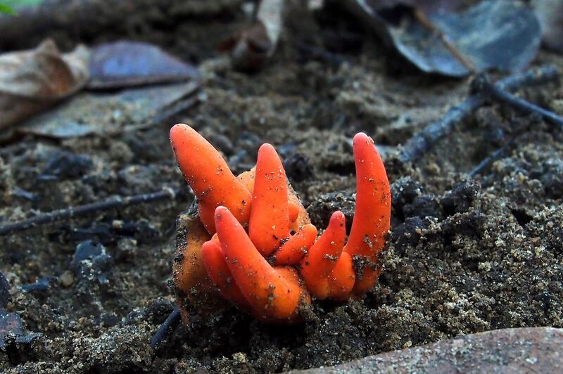 This undated handout picture taken by Ray Palmer and released by James Cook University Australia on October 3, 2019 shows Poison Fire Coral fungus growing in Redlynch Valley, a suburb of Cairns.  One of the world's deadliest fungi has been discovered in Australia's far north for the first time -- thousands of miles from its native habitat in the mountains of Japan and Korea. - XGTY / -----EDITORS NOTE --- RESTRICTED TO EDITORIAL USE - MANDATORY CREDIT "AFP PHOTO / RAY PALMER/ JAMES COOK UNIVERSITY AUSTRALIA " - NO MARKETING - NO ADVERTISING CAMPAIGNS - DISTRIBUTED AS A SERVICE TO CLIENTS - NO ARCHIVES

 / AFP / JAMES COOK UNIVERSITY AUSTRALIA / Ray PALMER / XGTY / -----EDITORS NOTE --- RESTRICTED TO EDITORIAL USE - MANDATORY CREDIT "AFP PHOTO / RAY PALMER/ JAMES COOK UNIVERSITY AUSTRALIA " - NO MARKETING - NO ADVERTISING CAMPAIGNS - DISTRIBUTED AS A SERVICE TO CLIENTS - NO ARCHIVES

