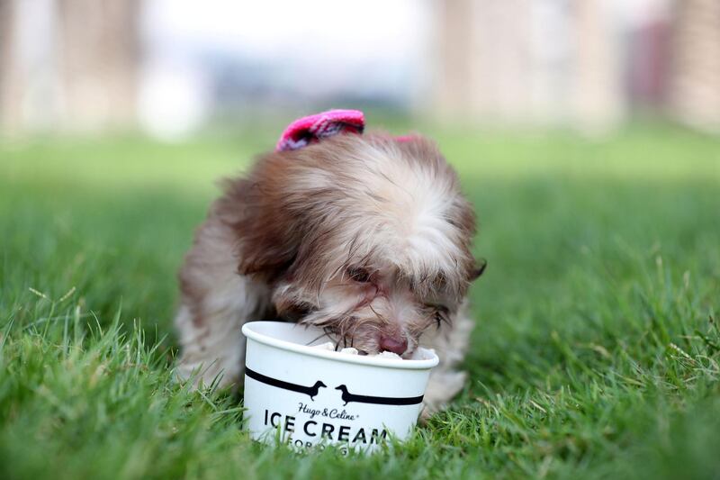 Dubai, United Arab Emirates - June 20th, 2018: Photo Project. Dogs keeping cool in the desert. Emi who is a Havanese dog eats doggy ice-cream (Hugo and Celine) to stay cool. Wednesday, June 20th, 2018 at Business Bay, Dubai. Chris Whiteoak / The National