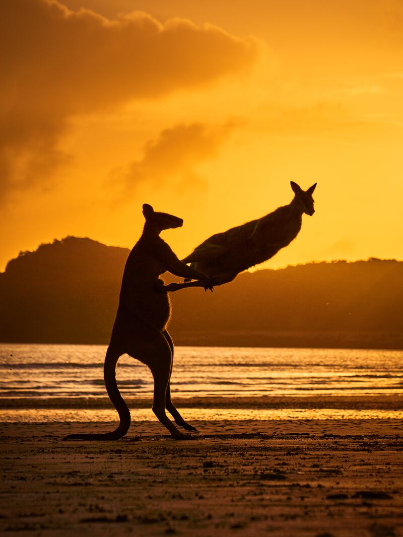 Highly Commended - It's all kicking off! by Michael Eastway. Photo: Michael Eastway / Comedy Wildlife 2022