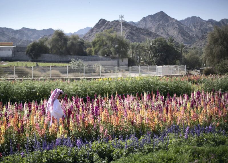 FUJAIRAH, UNITED ARAB EMIRATES.  16 FEBRUARY 2021. 
Mohammed Al Mazroui's UAE Flower Farm in Asimah.
Photo: Reem Mohammed / The National
Reporter: Alexandra Chavez