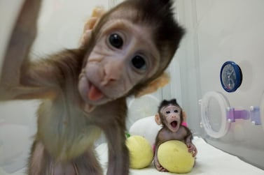 Cloned monkeys Zhong Zhong and Hua Hua are seen at the non-human primate facility at the Chinese Academy of Sciences in Shanghai, China January 20, 2018, in this picture provided by Chinese Academy of Sciences and released by China Daily. China Daily via REUTERS    ATTENTION EDITORS - THIS IMAGE WAS PROVIDED BY A THIRD PARTY. CHINA OUT.     TPX IMAGES OF THE DAY - RC1185C0A810