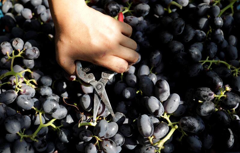 Egypt's grape harvest season begins in May and ends in September.