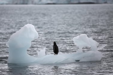 A penguin stands on an iceberg in Antarctica. Reuters