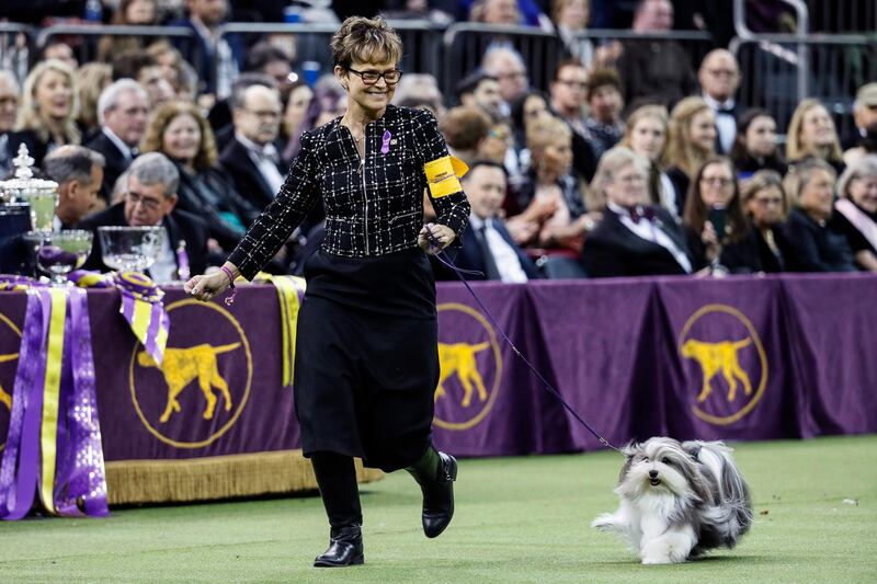 Working it: Bono, the Havanese, and his handler Taffe McFadden compete during the 144th Westminster Kennel Club dog show. AP