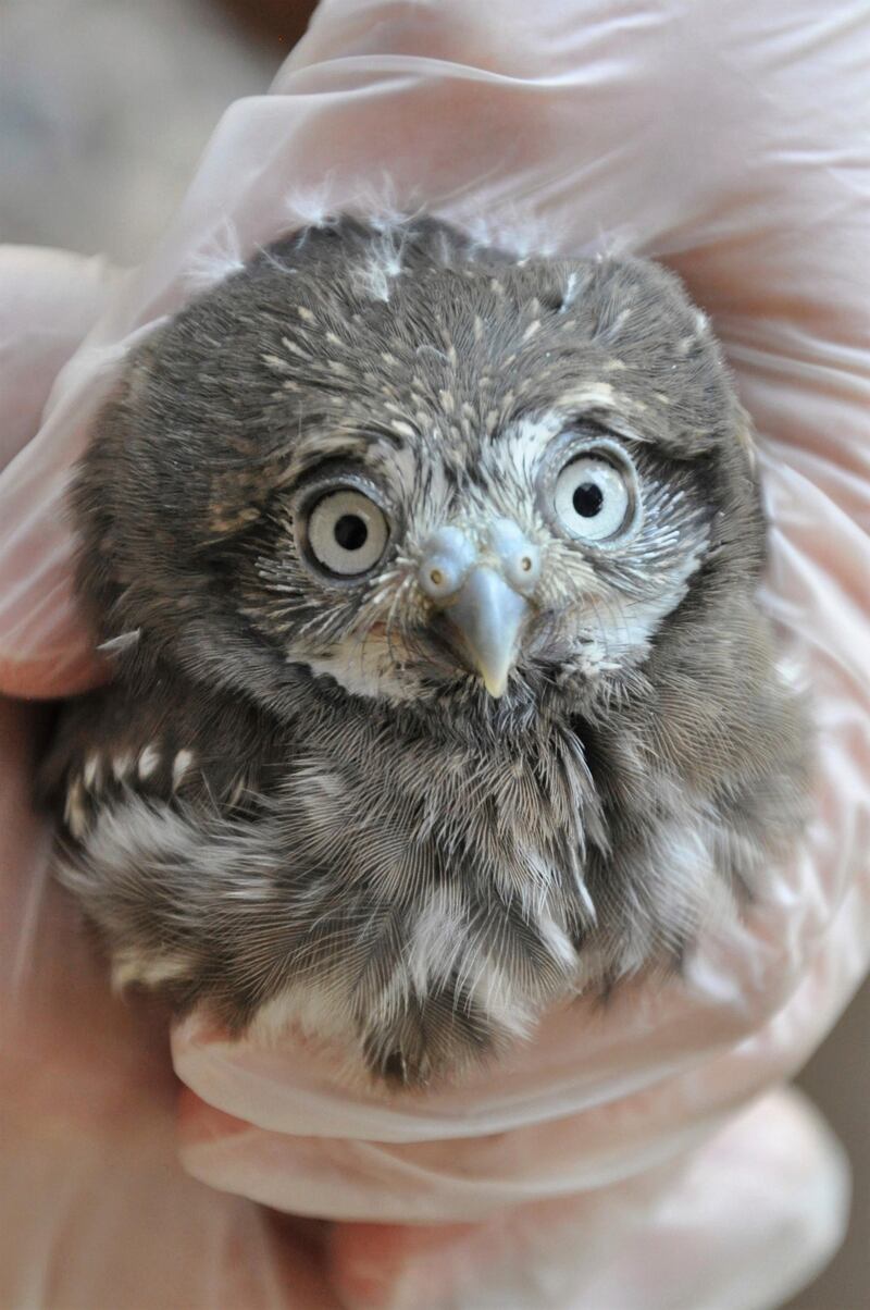 A big-eyed baby pygmy owl at the Phoenix Zoo. AP