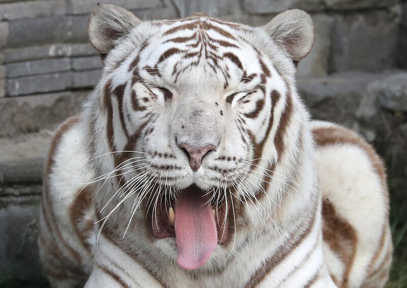 Royal white tiger Mumbai is pictured at the Pairi Daiza wildlife park, a zoo and botanical garden in Brugelette, Belgium.  REUTERS