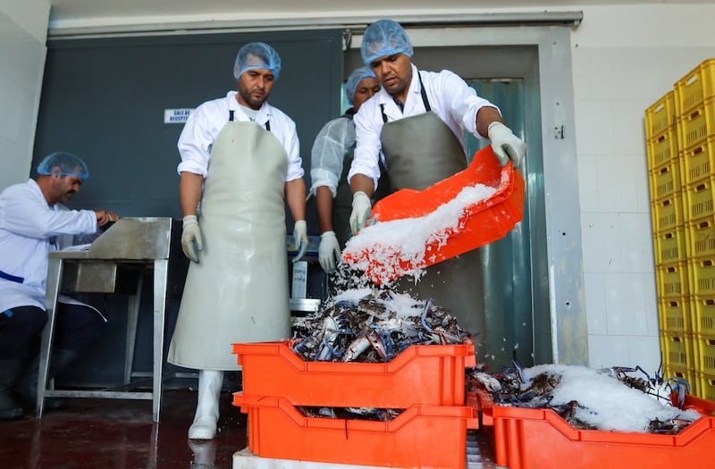 A worker throws ice on freshly caught blue crabs at a seafood exporting company in Al Ataya Port