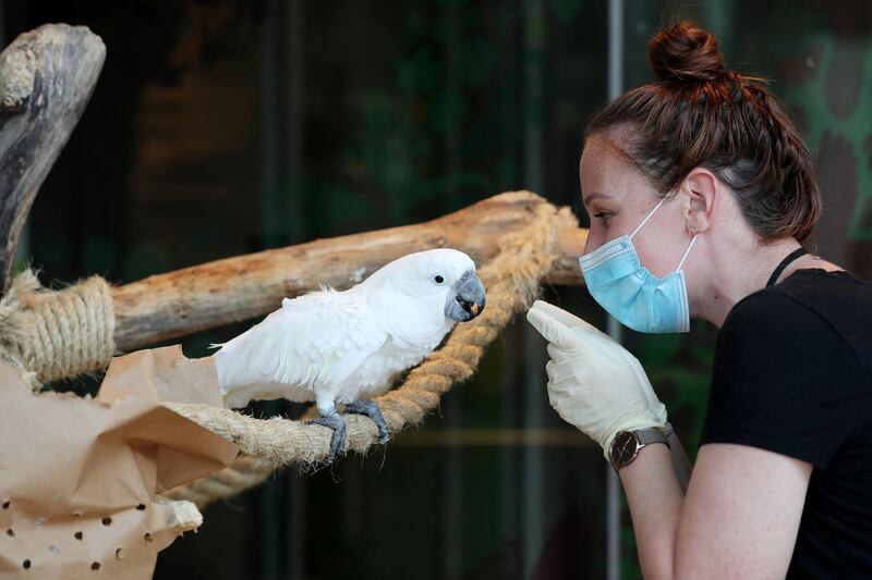 Dubai, United Arab Emirates - Reporter: N/A. Covid-19/Coronavirus. Green planet biologist Sara Stevens with an Umbrella Cockatoo. The Green Planet has opened with Covid-19 measures in place. Thursday, June 11th, 2020. Dubai. Chris Whiteoak / The National