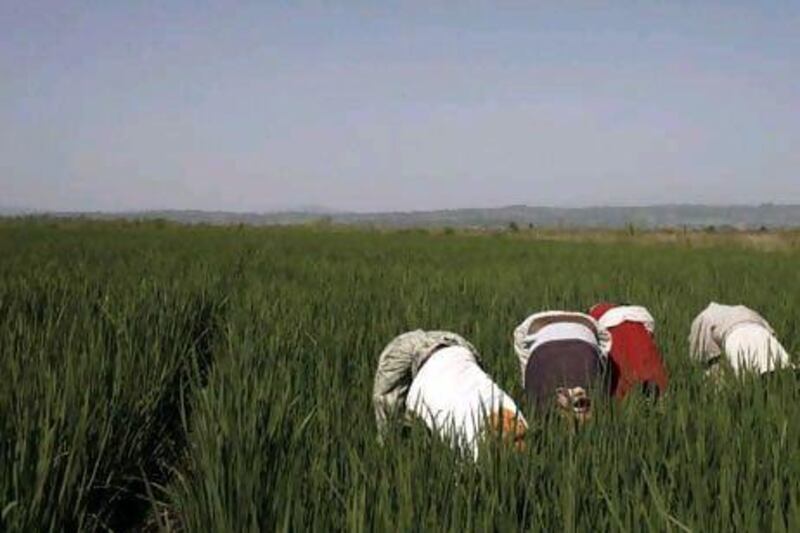 Farm workers pull weeds from a rice paddy near the town of Bako in Ethiopia.