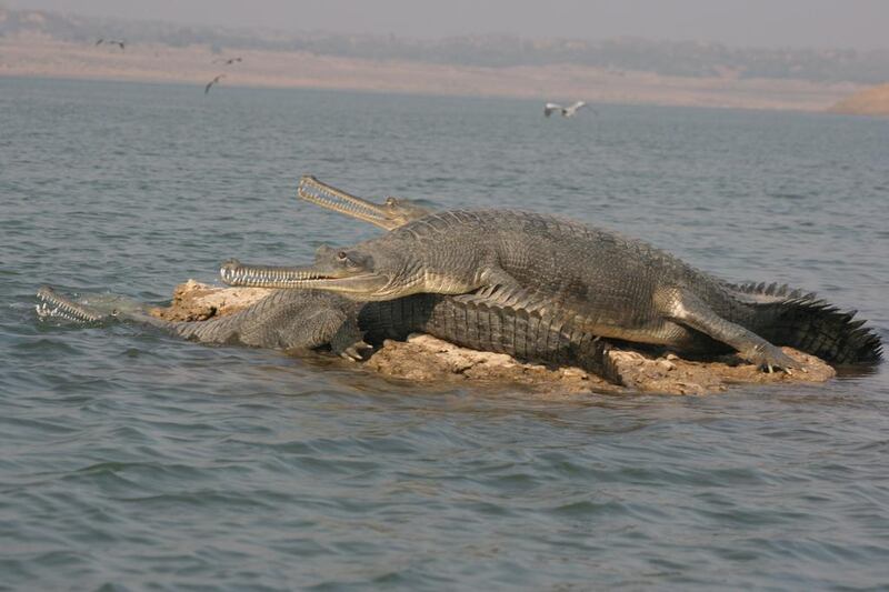 Despite intensive conservation efforts, the gharial population has plummeted catastrophically in recent years – but may now just about be clawing back. Courtesy: Chambal Safari Lodge