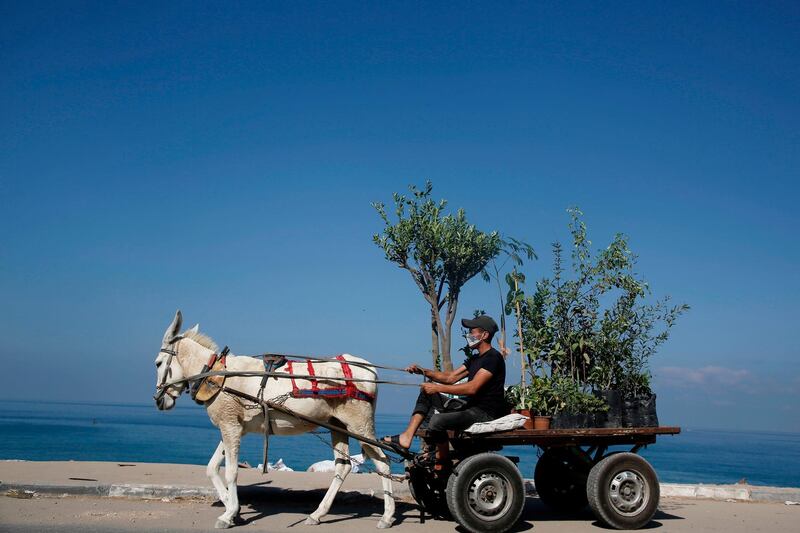 A young Palestinian, wearing a protective mask due to the COVID-19 coronavirus pandemic, rides his donkey-cart on the coastal road in Gaza City. AFP