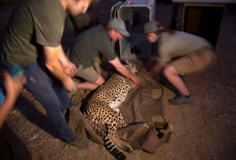 A tranquilised cheetah is loaded into a cage by wildlife veterinarian staff at a reserve near Bella Bella, South Africa.