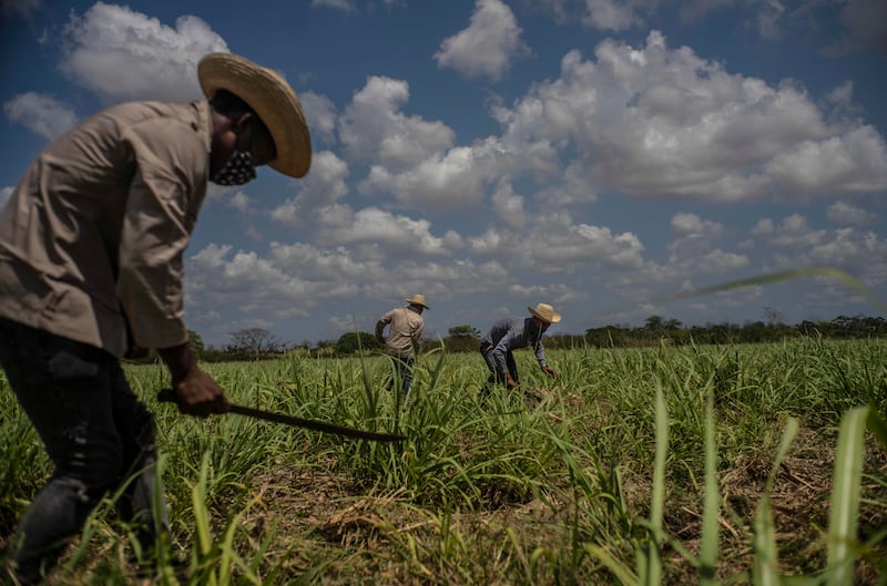 Sugar cane farmers in Cuba. Sugar was the only commodity to post a year-on-year price increase in March. AP Photo