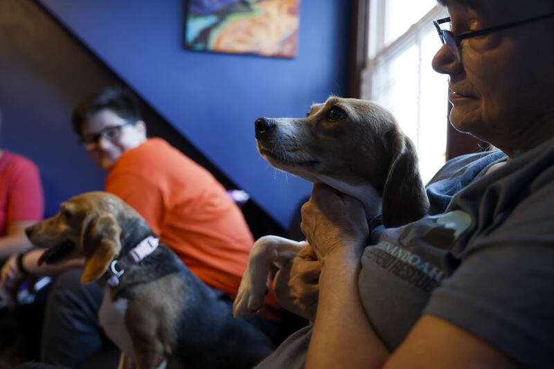 Volunteers with Homeward Trails Animal Rescue sit and watch a movie with the lucky dogs. Getty Images / AFP
