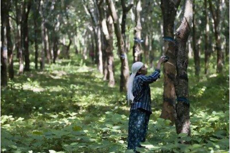 The farmers of Kerala are increasingly turning their fields over to the cultivation of the lucrative rubber crop. Prashanth Vishwanathan / Bloomberg