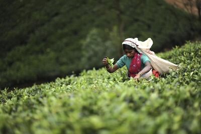A tea plucker in Ceylon, Sri Lanka. Photo by Adam Golec