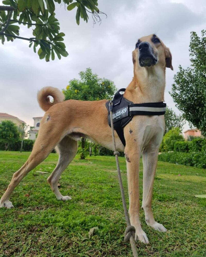Proud pup Sultan, aged almost 1, is a UAE mixed breed, is potty trained and fully vaccinated. Photo: UAQ Stray Dogs Centre