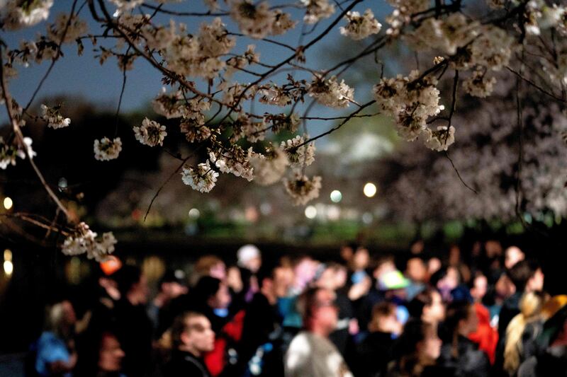 This year's Cherry Blossom Festival began on March 20 and runs through April 17. AFP