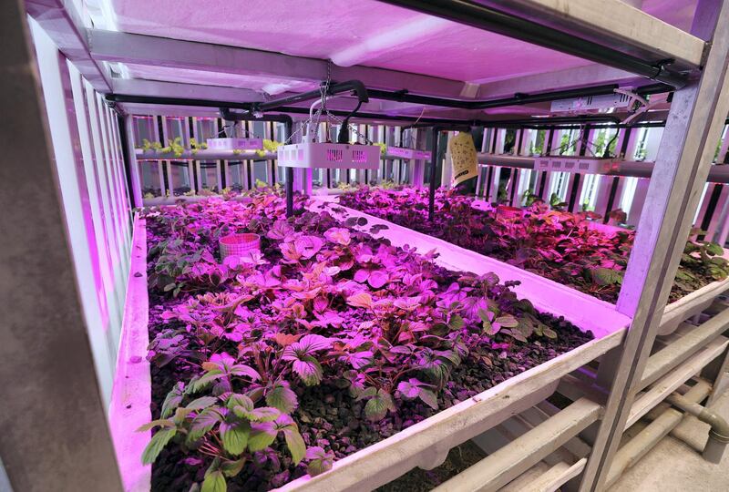 Sharjah, United Arab Emirates - Reporter: Nick Webster. News. A grow tunnel at the Eco-green technologies research site at Sharjah Research Technology and Innovation Park. Sharjah. Wednesday, January 6th, 2021. Chris Whiteoak / The National