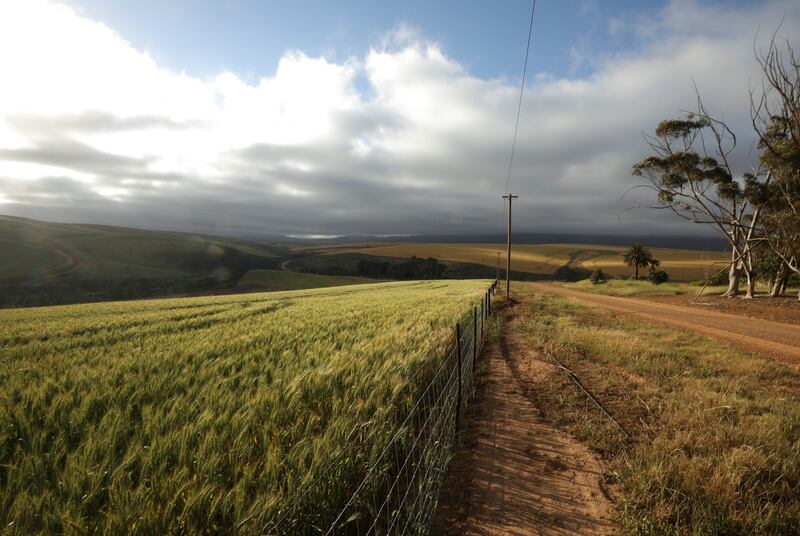 Wheat and barley fields in South Africa. Reuters