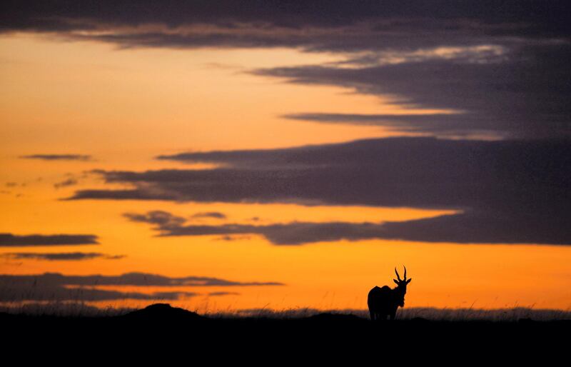 An eland is silhouetted by the rising sun. *** Local Caption *** 51046593